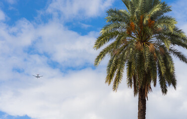 Travel and tourism concept with palm tree on the cloudy sky with plane