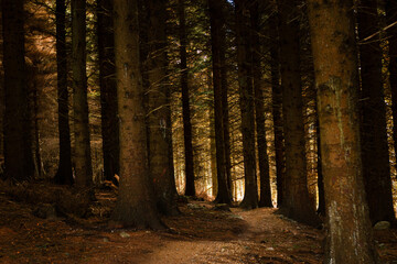 Peaceful woodland path in Ticknock Forest surrounded by tall pine trees and golden autumn light