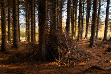 Woodland den made from sticks inside Ticknock Forest with warm sunlight shining through the trees in autumn