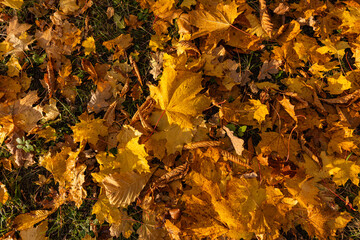 Golden carpet of fallen maple leaves on park ground