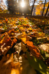 Golden carpet of fallen maple leaves on park ground
