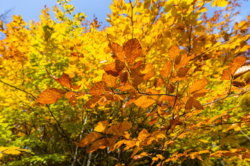 Close-up of vibrant golden autumn leaves on forest branches