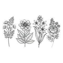 Vector illustration of a collection of four delicate botanical illustrations of various flowers and foliage, isolated on a