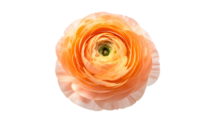 Isolated peach-colored flower, many layered petals, green center, against black background