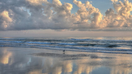 Seagull at Sunrise