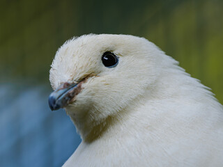 Portrait photo showing a close-up of the head of a pied imperial pigeon.
