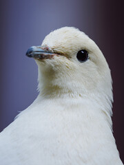 Portrait photo showing a close-up of the head of a pied imperial pigeon.
