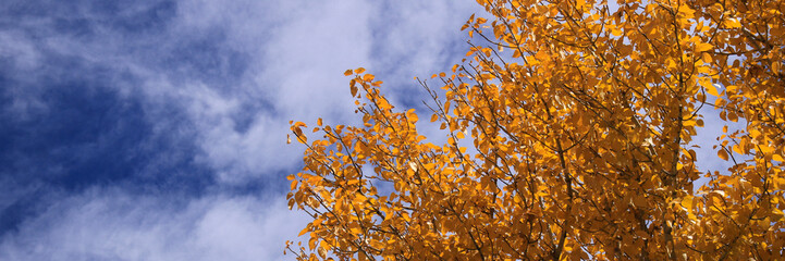 Detail of a golden tree in Leh, India.