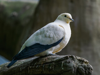 Pied imperial pigeon on a tree branch.
