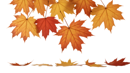 Falling Autumn Maple Leaves on White Background – Orange and Yellow Japanese Maple Foliage, Seasonal Nature Scene for Fall Design, Wallpaper, and Decorative Background Projects