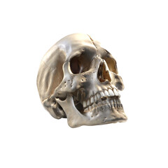 Detailed Human Skull 3D Render for Anatomy, Medical Education, Death, Mortality, and Halloween Concepts