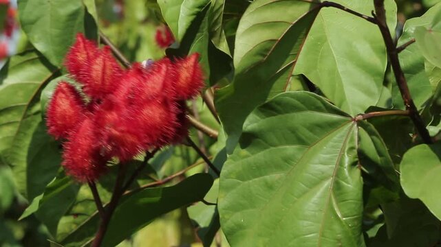 
COCOA FLOWER PLANT