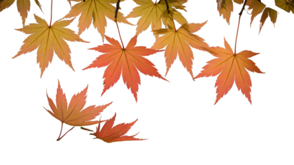Falling Autumn Maple Leaves on White Background – Orange and Yellow Japanese Maple Foliage, Seasonal Nature Scene for Fall Design, Wallpaper, and Decorative Background Projects