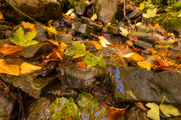 Sunlight illuminating mossy rocks and fallen autumn leaves in forest