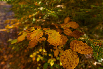 Close-up of vibrant golden autumn leaves on forest branches