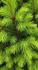 Fototapeta premium Close-up of vibrant green spruce tree branches and needles.