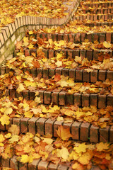 Close-up of yellow and brown leaves scattered on brick stairs. Concept of nature, simplicity and peaceful seasonal change.