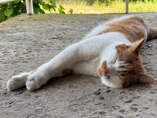 Ginger and white cat lying on its side on a concrete surface, squinting eyes and stretching out its paws