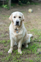 Golden Retriever in the garden