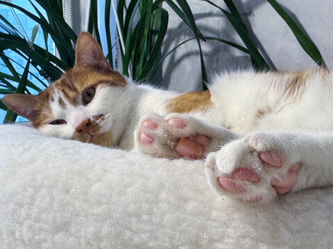 Ginger and white cat lying sadly on its side on a pet bed