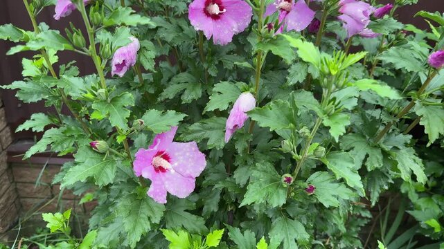 Blooming Hibiscus syriacus with pink flowers at rainy day