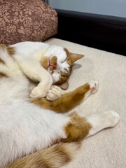 Fototapeta premium Ginger and white cat sleeping on its side. Oblique Angle.