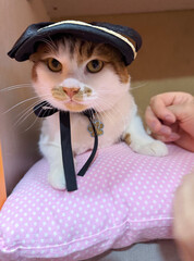 Ginger and white cat with a black visor on its head