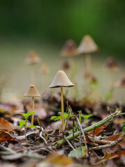 A beautiful brown gilled mushroom with a thin stem and a tilted cap in nature.

