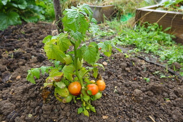 Tomato plant growing in organic kitchen garden