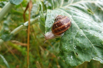 Snail crawling on a green garden leaf