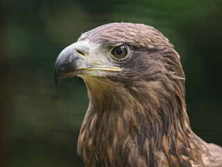 Portrait of a golden eagle in nature.
