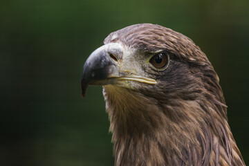 Portrait of a golden eagle in nature.

