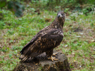 A golden eagle on a tree stump with grass in the background.
