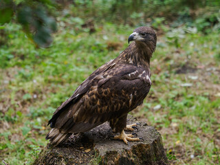 A golden eagle on a tree stump with grass in the background.
