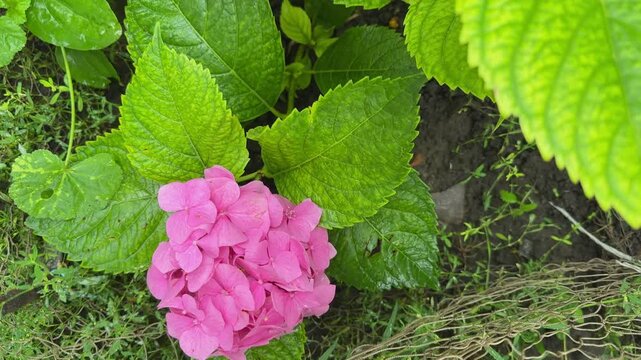 Young bush of pink bigleaf hydrangea, top view