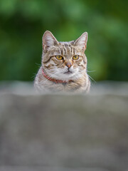 A beautiful tabby tomcat in a close-up of the head behind a stone step outdoors.
