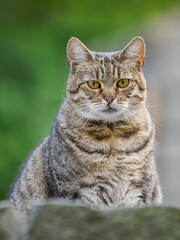 A beautiful tabby tomcat in a close-up of the head behind a stone step outdoors.
