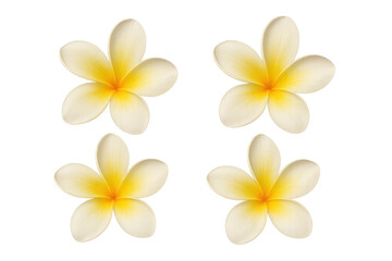 Fototapeta premium Group of plumeria frangipani blossoms, representing tropical nature, resort relaxation, exotic beauty and a summer vibe
