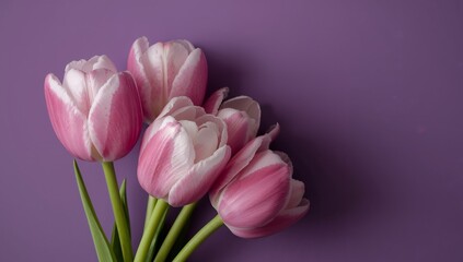 Naklejka premium Floral Still Life. Pink and White Tulips on a Smooth Purple Canvas, Subtle Shadow Play.