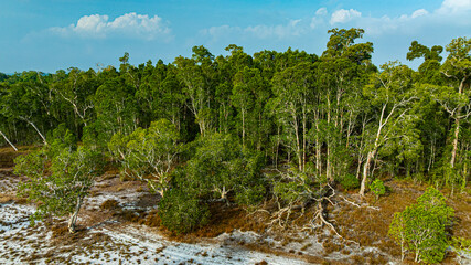 Aerial view of a sparse savanna landscape at Prathong island. The white Samed trees grows on white sand. It is a unique local tree that has been decorated by nature with beautiful twisted branches.