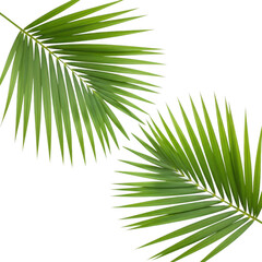 Obraz premium Green palm fronds isolated on transparent background