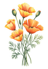 California poppy watercolor botanical illustration. Poppy blossom isolated on white background.