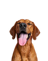 Happy rhodesian ridgeback dog with eyes closed and tongue out isolated on transparent background