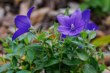 Purple flowers of a ground-level plant with green leaves and five petals.
