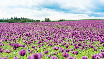 Gardinen Mohnblumen Scenic rural landscape with opium poppy field purple blooms. Papaver somniferum. Beautiful flowering herb growing for edible seeds in idyllic spring scenery with sky, green trees or meadow on horizon.  © KPixMining