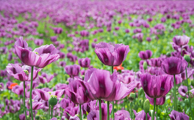 Obraz premium Beautiful delicate purple opium poppy blooms in field detail. Papaver somniferum. Closeup violet flower heads with fragile petals of ornamental plant with floral pattern on blurred natural background.
