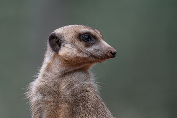 Alert Meerkat Portrait on Lookout