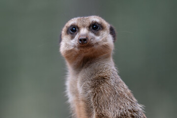 Obraz premium Alert Meerkat Portrait on Lookout