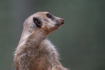 Alert Meerkat Portrait on Lookout
