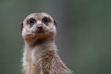 Alert Meerkat Portrait on Lookout